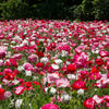 1000 Mixed Colors DOUBLE SHIRLEY POPPY Papaver Rhoeas Flower Seeds