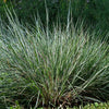 300 LITTLE BLUESTEM GRASS Schizachyrium Scoparius Seeds