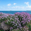 50 SEA THRIFT Armeria Maritima California Sea Pink Cliff Rose Cushion Pink Lavender Native Maritime Flower Seeds