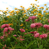 Cinderella Milkweed Seeds – Asclepias Incarnata Flower – photo 5