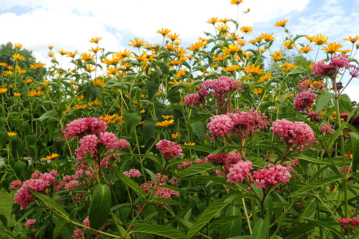 Cinderella Milkweed Seeds – Asclepias Incarnata Flower – photo 5