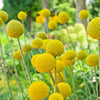20 Yellow BILLY BUTTONS / WOLLYHEADS Craspedia Globosa Flower Seeds