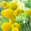 20 Yellow BILLY BUTTONS / WOLLYHEADS Craspedia Globosa Flower Seeds