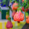 30 Mixed Colors FLOWERING MAPLE (Chinese Bell Flower) Abutilon Hybridum Shrub Bush Small Tree Seeds