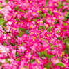 25 Rose PINK WAX BEGONIA Semperflorens Fibrous Shade Flower Seeds