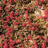 20 NEW ZEALAND BURRS Scarlet Piripiri Acaena Microphylla Flower Ground Cover Seeds