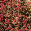 20 NEW ZEALAND BURRS Scarlet Piripiri Acaena Microphylla Flower Ground Cover Seeds