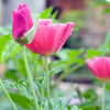 500 CARMINE King CALIFORNIA POPPY Pink Eschscholzia Californica Flower Seeds