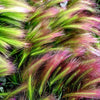 40 SQUIRREL TAIL Barley GRASS (Foxtail Barley) Hordeum Jubatum Ornamental Seeds