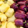 100 LILAC BELL PEPPER Capsicum Annuum Sweet Mild Purple Vegetable Seeds