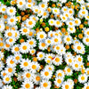 100 White DWARF CREEPING DAISY Chrysanthemum Paludosum Flower Seeds