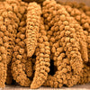 100 FOXTAIL MILLET Setaria Italica Ornamental Grass Flower Seeds