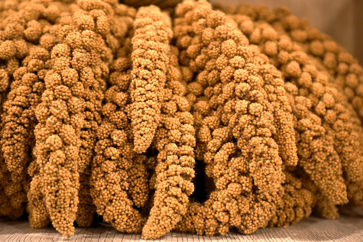 Foxtail Millet Seeds – Setaria Italica Ornamental Grass Flower – photo 4