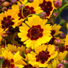 1000 GOLDEN WAVE COREOPSIS (Goldenmane Tickseed) Coreopsis Basalis Flower Seeds
