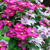 10 MIXED HYBRID CLEMATIS Hybrida Red Purple Pink Blue Bicolor Flower Vine Seeds