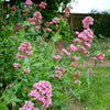 250 VALERIAN (Garden Heliotrope / Heal All) Valeriana Officinalis Herb Flower Seeds