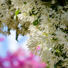 3 FRINGE TREE Chionanthus Virginicus Old Man's Beard White Flower Seeds