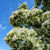 3 FRINGE TREE Chionanthus Virginicus Old Man's Beard White Flower Seeds