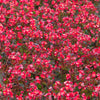 25 WAX MIXED BEGONIA Semperflorens Fibrous Mixed Colors Red Pink White Two Tone Shade Flower Seeds