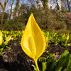 10 Yellow SWAMP LANTERN Moist Lysichiton Americanus Skunk Cabbage Flower Seeds