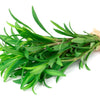 300 MEXICAN Mint MARIGOLD Spanish Tarragon Tagetes Lucida Flower Herb Seeds