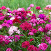 Mixed Colors Sweet William Dianthus Barbatus Color Mix Red White Pink Bicolor Flower Seeds – photo 4