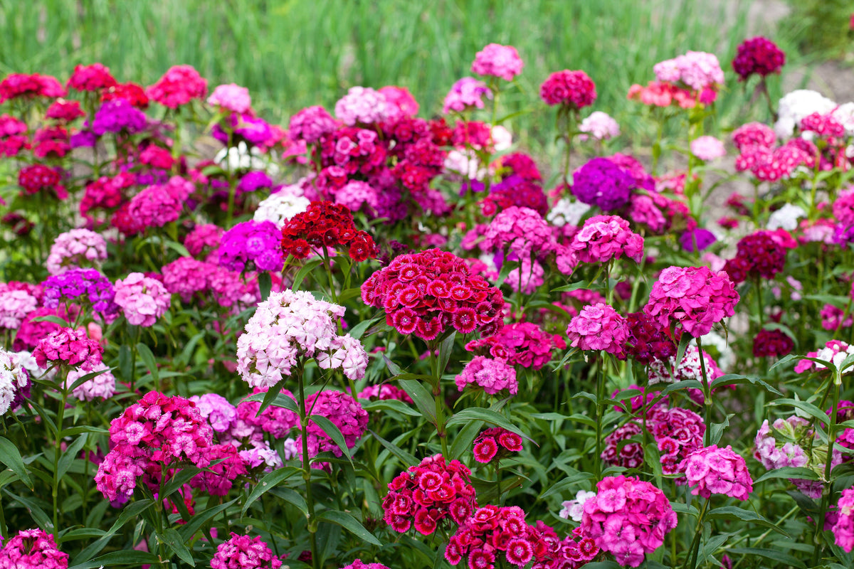 Mixed Colors Sweet William Dianthus Barbatus Color Mix Red White Pink Bicolor Flower Seeds – photo 4