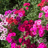 Mixed Colors Drummond Phlox Mix Seeds – Pink, Red, & White Phlox Drummondii Flower