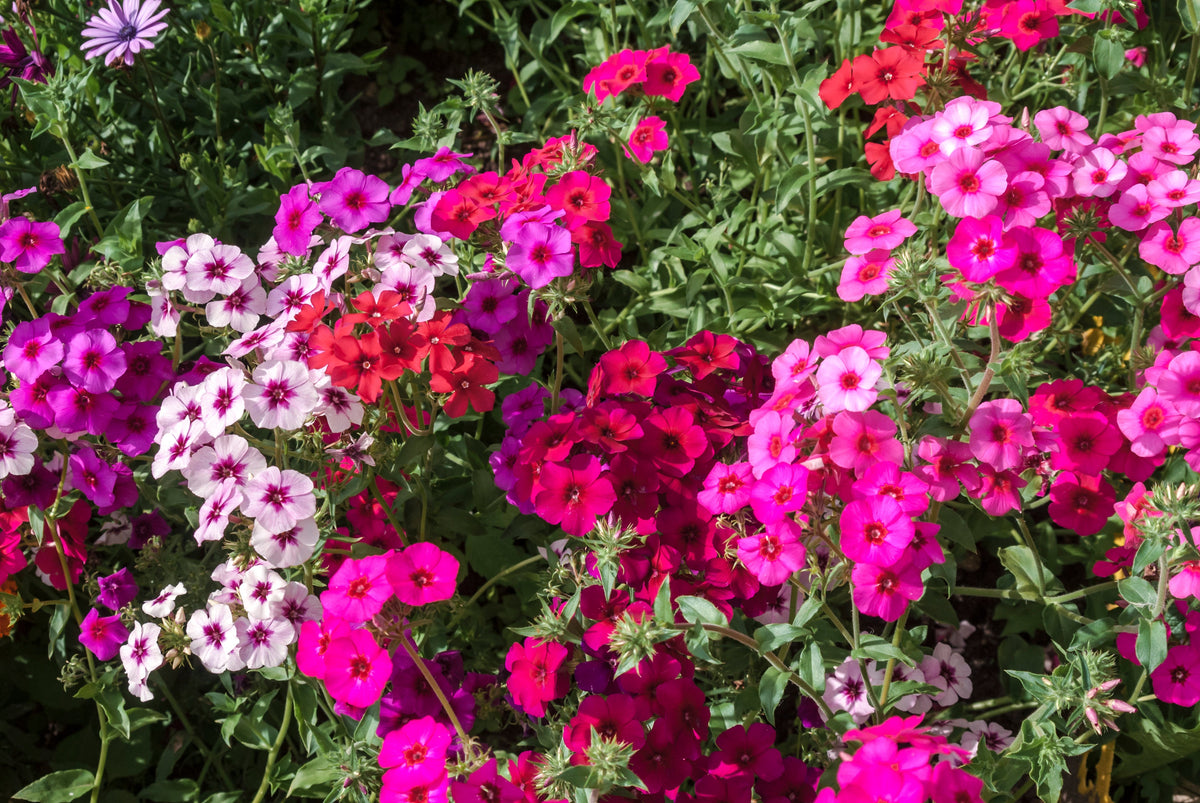 Mixed Colors Drummond Phlox Mix Seeds – Pink, Red, & White Phlox Drummondii Flower