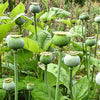 1000 POPPY " THE GIANT " Papaver Giganteum Pink & Purple Huge Pods Flower Seeds