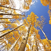 50 Golden QUAKING ASPEN TREE Populus Tremuloides White Bark Yellow Fall Cold Hardy Seeds