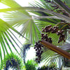 Hardy Sabal Palm Tree Seeds – Cabbage Palmetto Flower – photo 4