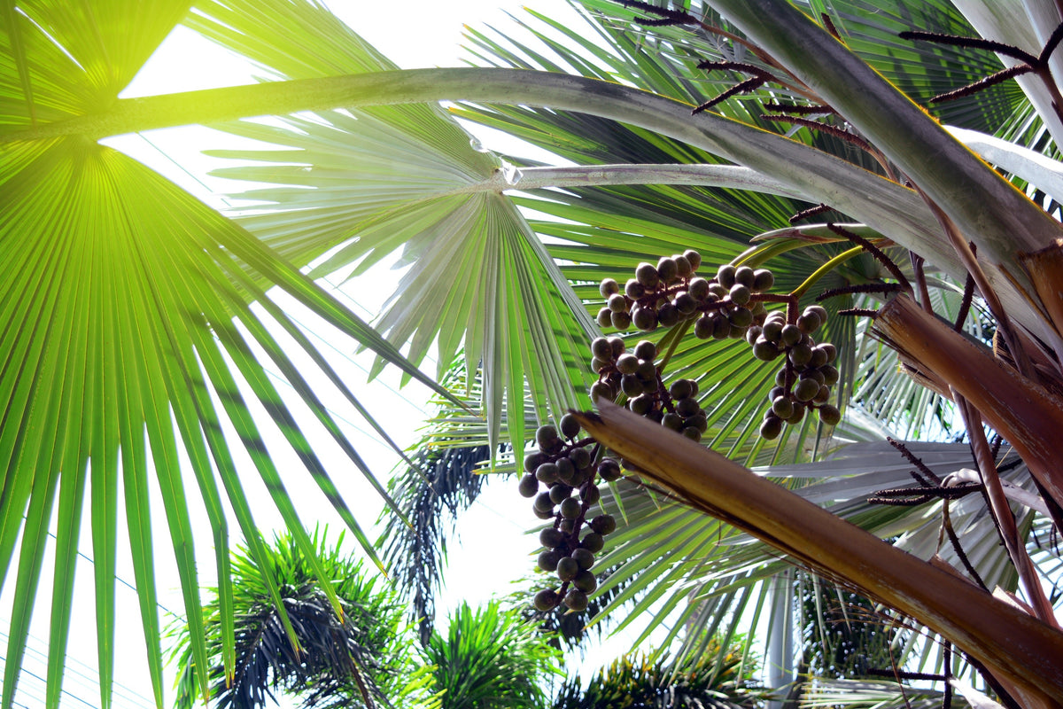 Hardy Sabal Palm Tree Seeds – Cabbage Palmetto Flower – photo 4