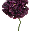 Black Peony Poppy Seeds – Papaver Peoniflorum Flower – photo 6
