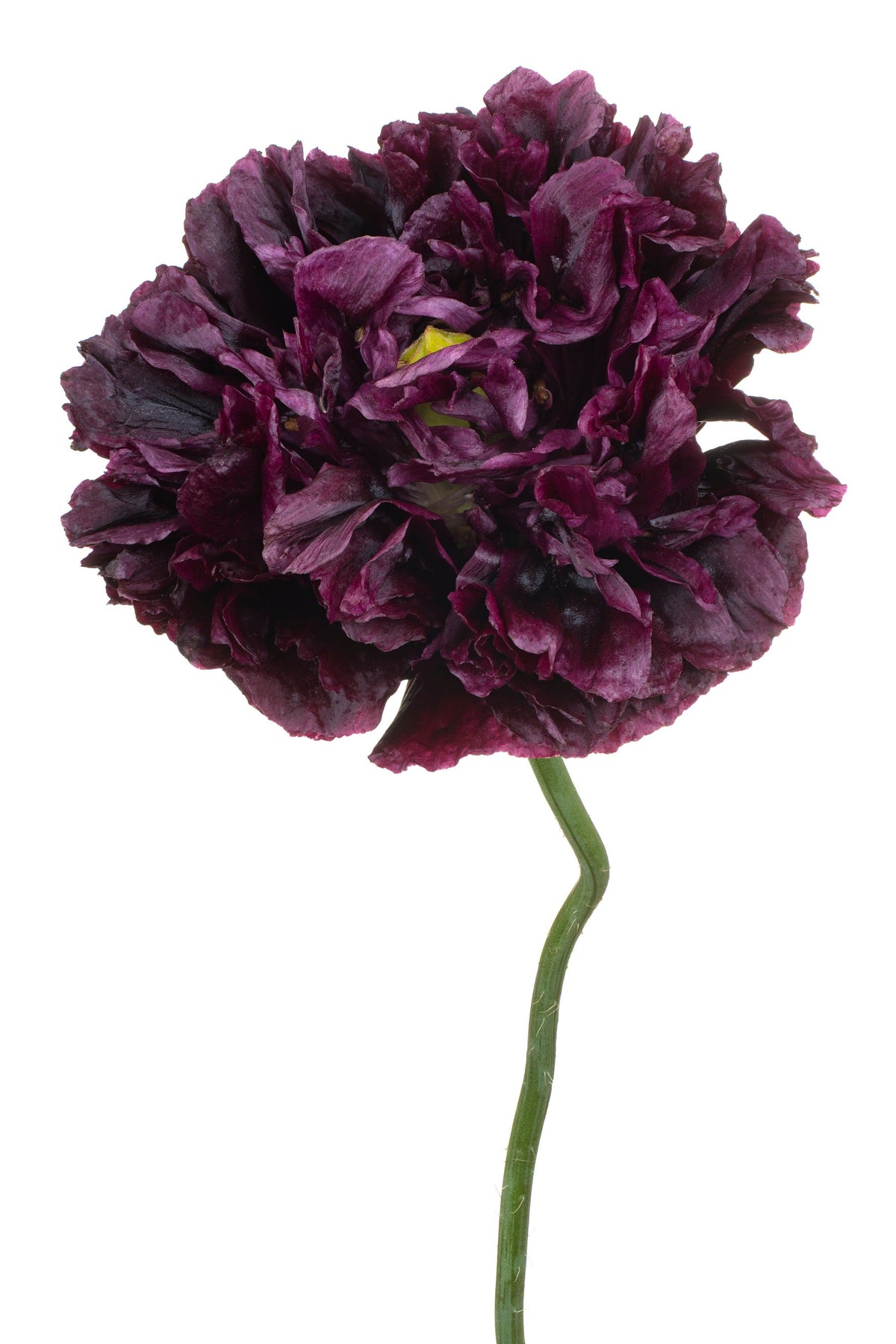Black Peony Poppy Seeds – Papaver Peoniflorum Flower – photo 6