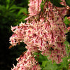 30 PINK LILAC Hungarian Lilac Tree Shrub Syringa Josikaea Fragrant Flower Seeds