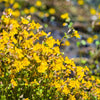 250 YELLOW MONKEY FLOWER Mimulus Grandiflorus Perennial Flower Seeds