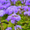 100 Dwarf BLUE MINK AGERATUM Houstonianum Fuzzy Double West Indies Flower Seeds