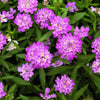 2000 TALL MIX CANDYTUFT Iberis Umbellata Mixed Colors Ground Cover Flower Seeds