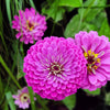 250 PURPLE PRINCE ZINNIA Elegans Flower Seeds