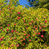 20 HIMALAYAN DOGWOOD / STRAWBERRY Tree Cornus Capitata White & Pink Flower Red Fruit Seeds
