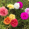 100 Mixed Colors PORTULACA MOSS ROSE Grandiflora Flower Seeds
