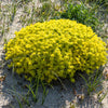 200 GOLDEN CARPET SEDUM Acre Gold Moss Stonecrop Flower Seeds