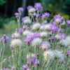 500 MIXED SWEET SULTAN Imperialis Mix Amberboa Moschata Centaurea Flower Seeds - Pink, Rose, Lilac, Purple, Mauve, White, & Yellow