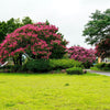 35 Dark PINK CREPE MYRTLE Lagerstroemia Indica Flowering Shrub Bush Small Tree Seeds