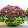 1000 Bulk CREPE MYRTLE Mixed Colors Lagerstroemia Indica Mix Tree Shrub Flower Seeds - Red, Purple, Light Pink, Dark Pink, White, & Lilac