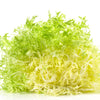 Green Curled Endive Seeds – (Salad Endive / Moss Curled Endive / Escarole) Cichorium Endivia Vegetable – photo 6