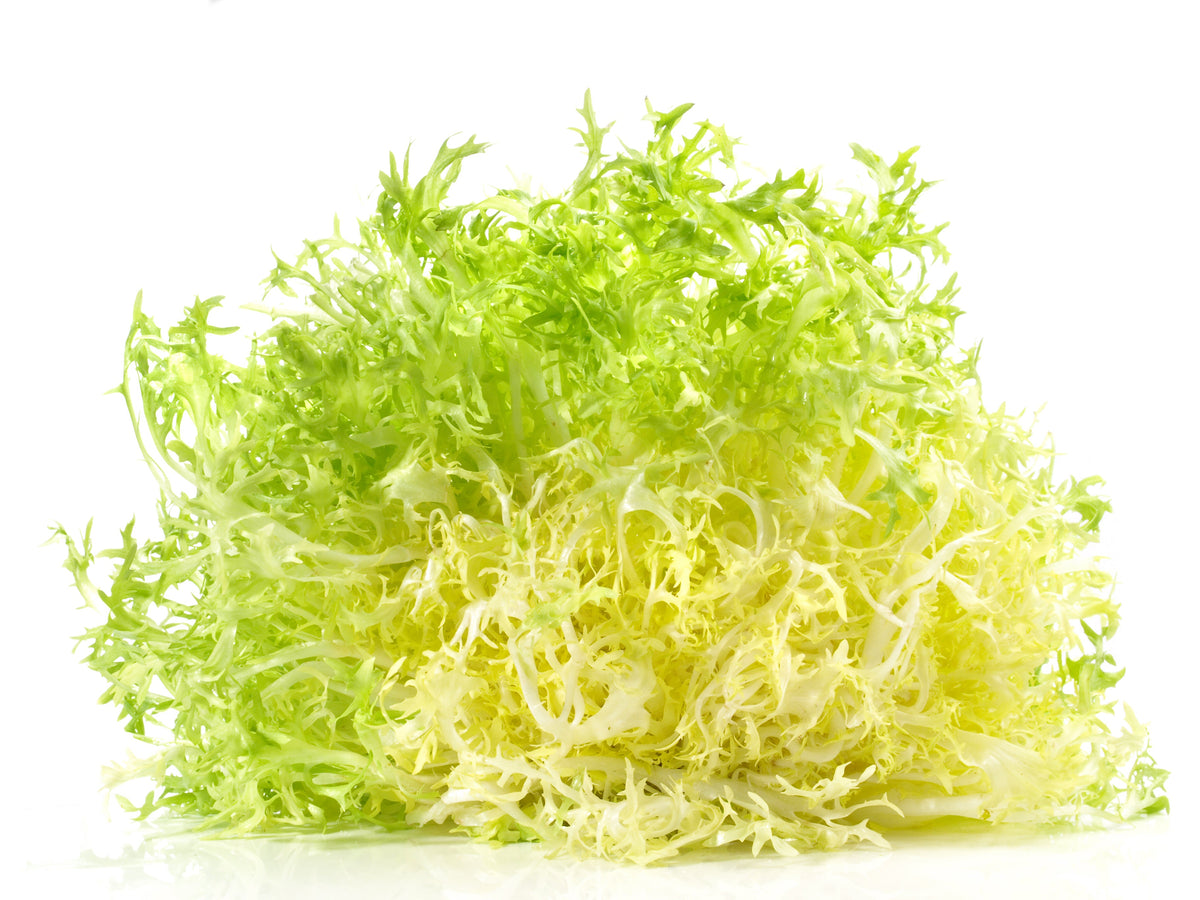 Green Curled Endive Seeds – (Salad Endive / Moss Curled Endive / Escarole) Cichorium Endivia Vegetable – photo 6