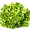 1000 SALAD KING ENDIVE Italian Chicory Greens Cichorium Endivia Vegetable Seeds