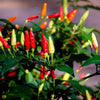 50 TABASCO PEPPER Hot Red Capsicum Fruitescens Vegetable Seeds